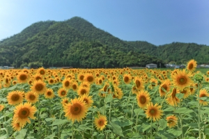 Sunflower @福井縣