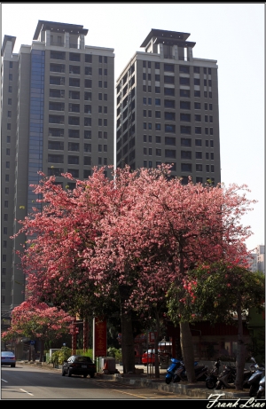 台中市的美人樹