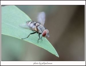 ::閃燈生態雜雜拍(2)::　　by　鄉民
