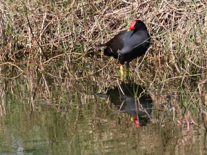 550D的遺作-黑面琵鷺