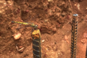 紫紅蜻蜓雌蟲(手機版)