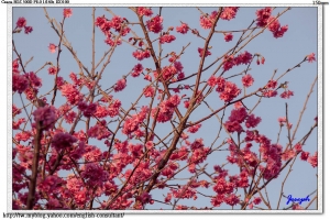 櫻花樹