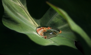 一滴水一世界(一張流)