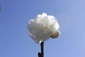 梅 花