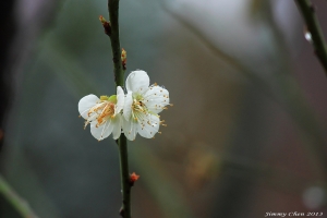 楓紅白梅終結篇~~By 好攝客