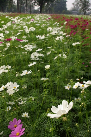 在住家的轉角處(二) .....