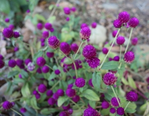 亂亂的花花世界