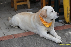 雞飛狗"啪啪"鳥來湊一腳 ^^