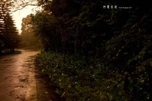 仲夏螢夜(新竹內灣)