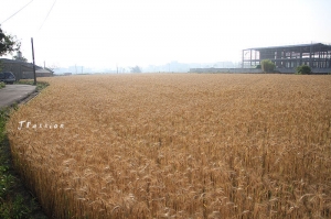 [風景] 2011台中大雅小麥文化節