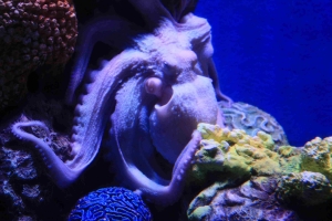 海洋公園~海洋生物篇