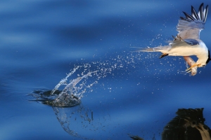 飛行的瞬間--鳳頭燕鷗