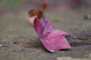 分享一下去年拍的楓葉(石門水庫)
