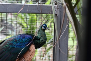 新竹動物園 ~ 趴趴走
