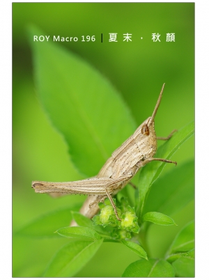 R O Y Macro 1 9 6 │ 夏 末 ， 秋 顏