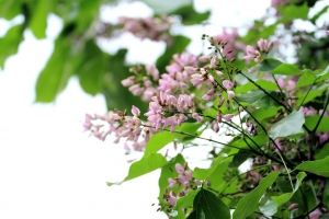 有人知道這粉紅一粒一粒的，這是什麼植物？【水黃皮】