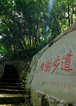 爬山隨拍-貓空-樟樹步道