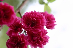 花東行之太麻里金針山青山農場之八重櫻花