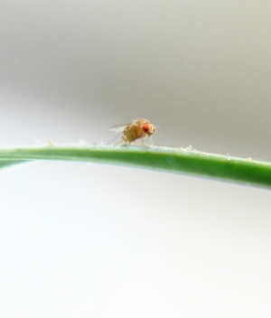 試試10X近攝鏡的威力