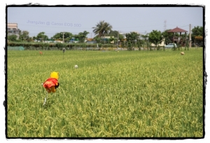 有趣的"稻草人"...