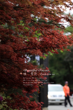 --- 楓 . 春暖 . 火紅 ---   台北奧萬大