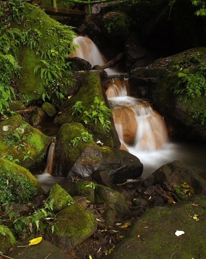 休假遇鳳凰   陽明山溪瀑
