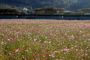 新埔騎車兜風 無意間發現