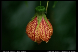 Sophies植物微距攝影集156