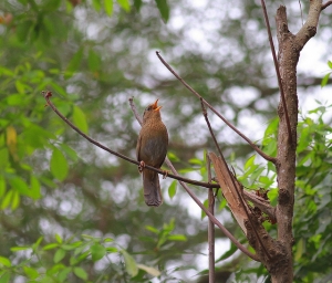 456打鳥記 - 台灣畫眉