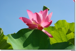 ●●●相揪來拍荷●●●By雙胞胎姐姐