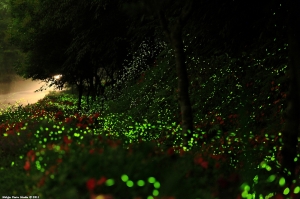 。2011 初夏 螢河。