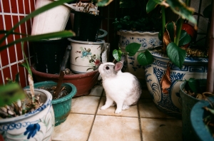 小乖：看我的舌頭！