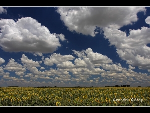 藍天白雲 - Leandro