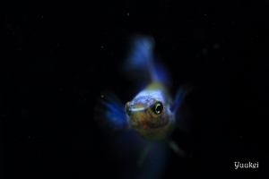 【孔雀魚】莫斯科藍