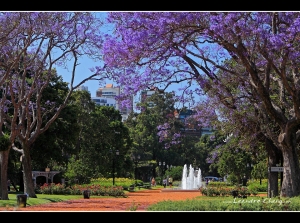 藍花楹盛開的季節 - Leandro