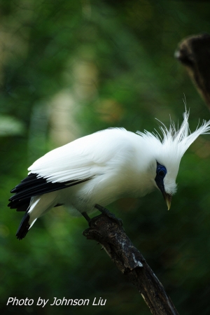 白椋鳥-祝攝友新年快樂