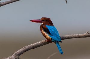 金門拍鳥-白胸翡翠