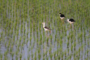 阿里山行的意外收穫 - 高蹺鴴