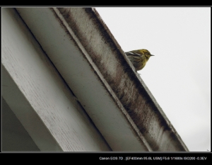 EF 400mm F5.6 鳥17