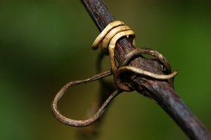 Sophies植物微距攝影集178