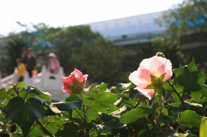 2010花博散步去~~