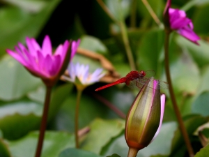 135L(1.4X)一些蜻蜓