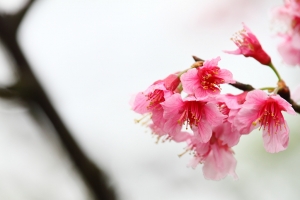 On just Sakura By SBM