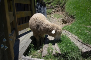 [EOS M] 清境農場與台中之行第二發