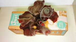 種菇菇很有趣~之~木耳長大了