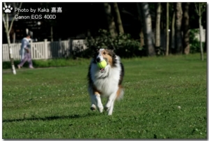 我家的2隻喜樂蒂牧羊犬