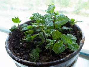 就算沒有百微....