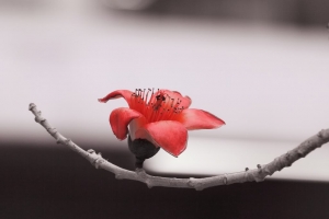 木棉 . 紅