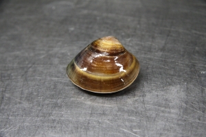 今天亂搞的晚餐