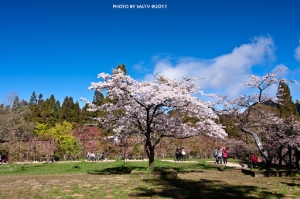 阿里山賞櫻